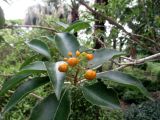 Pittosporum rhombifolium. Верхушка побега с соплодием. Австралия, г. Брисбен, ботанический сад. 30.12.2015.