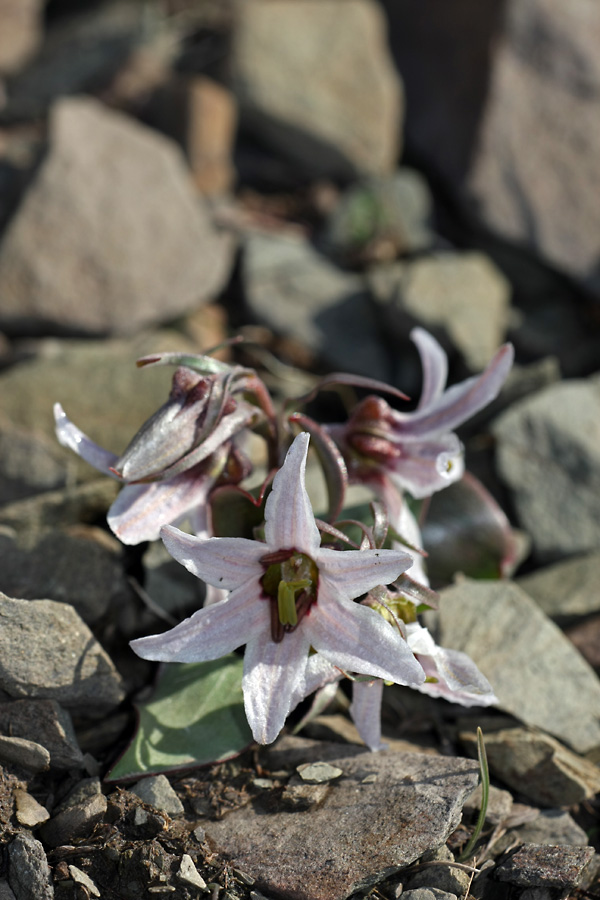 Изображение особи Rhinopetalum stenantherum.