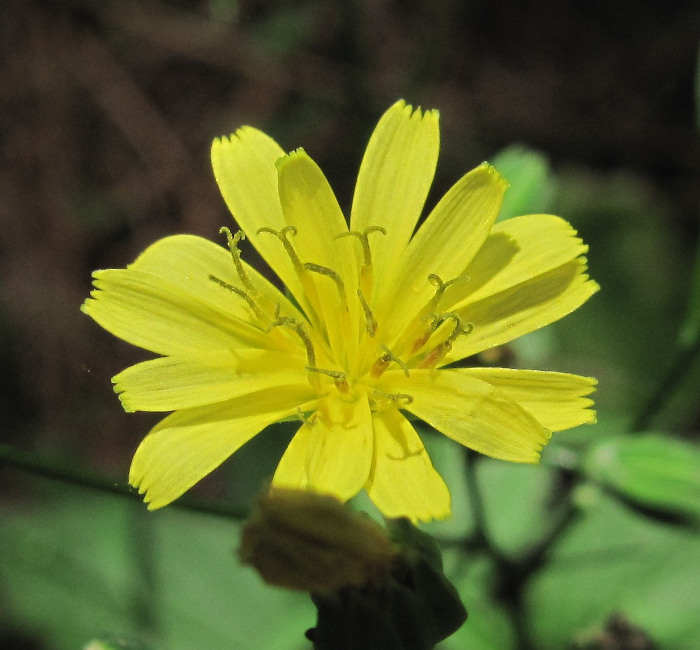 Image of Lapsana communis specimen.