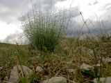 Gypsophila capillaris. Вегетирующее растение на каменистом склоне восточной экспозиции. Израиль, Самарийская пустыня, окр. поселения Брош. 13.03.2014.