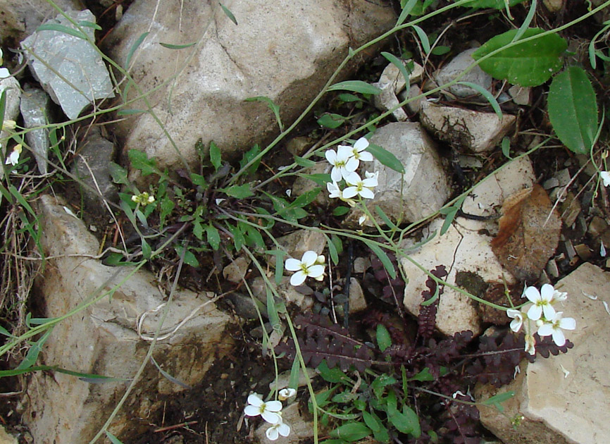 Изображение особи Arabidopsis petraea.