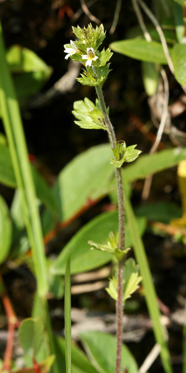Image of Euphrasia wettsteinii specimen.