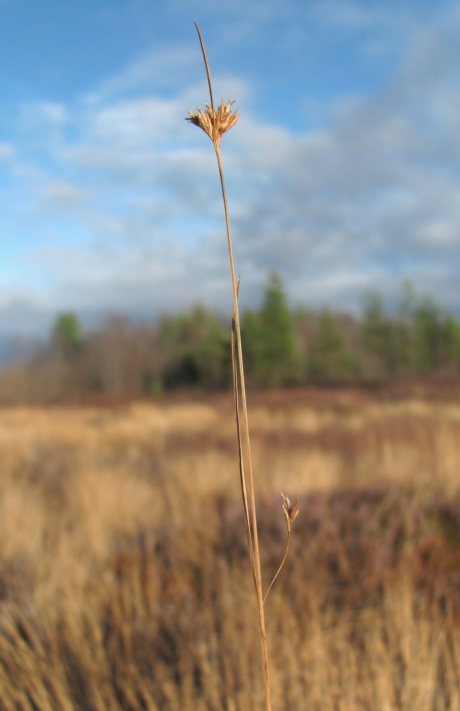 Изображение особи Rhynchospora alba.