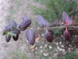 Lonicera japonica