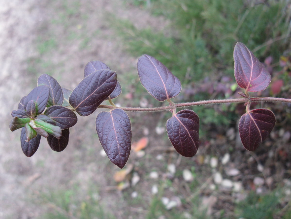 Image of Lonicera japonica specimen.