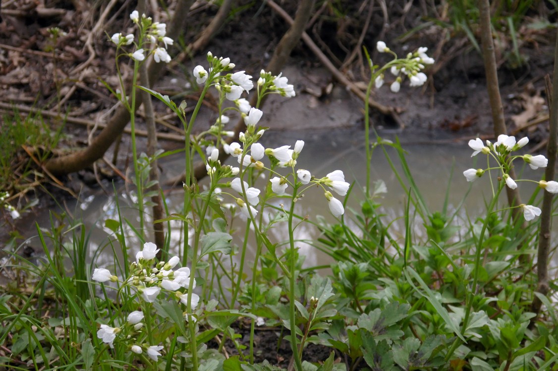 Изображение особи Cardamine tenera.