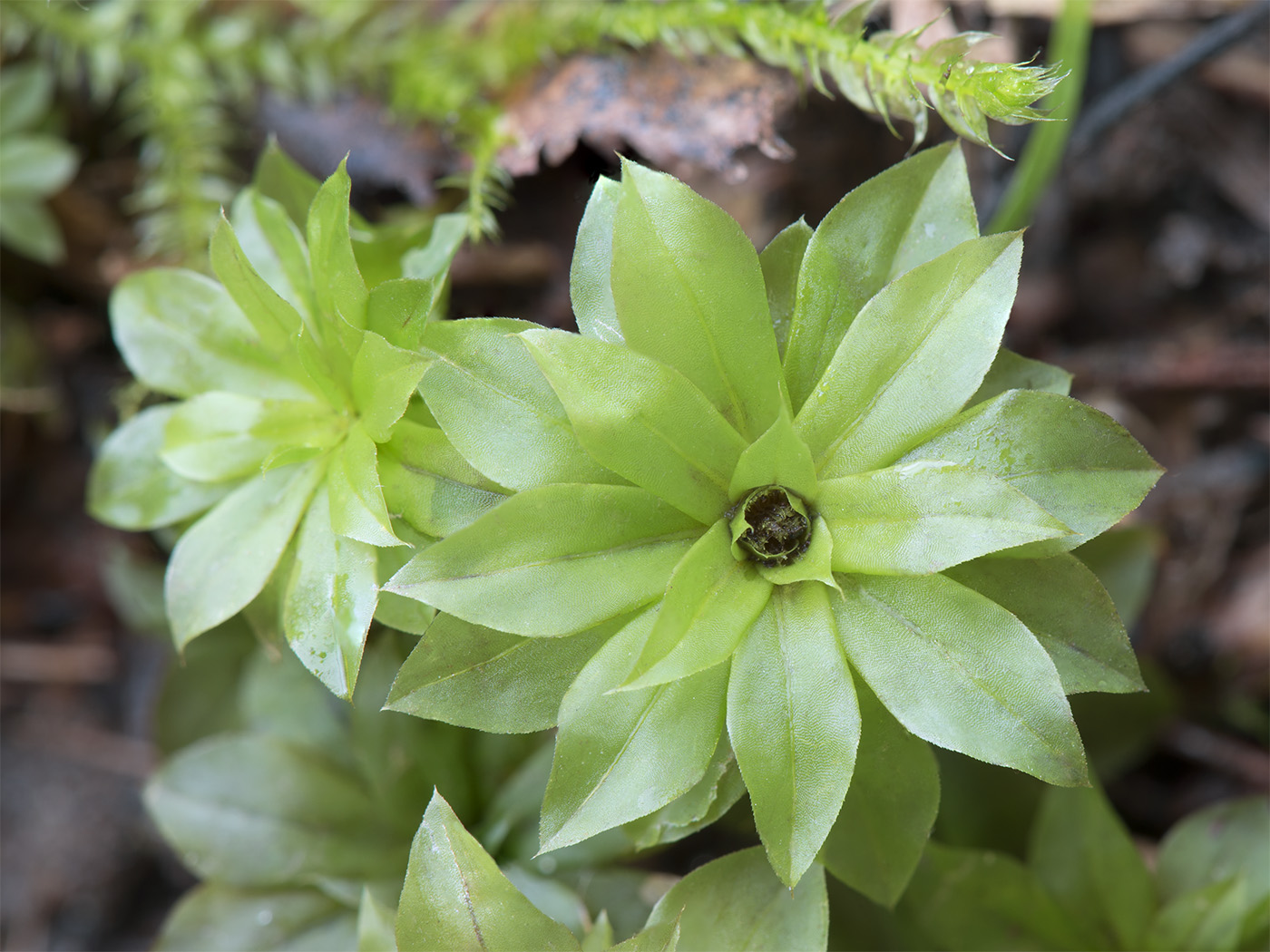 Изображение особи Rhodobryum roseum.