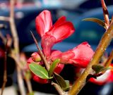 Изображение особи. Автор - Анна Малыхина