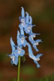 Corydalis fumariifolia