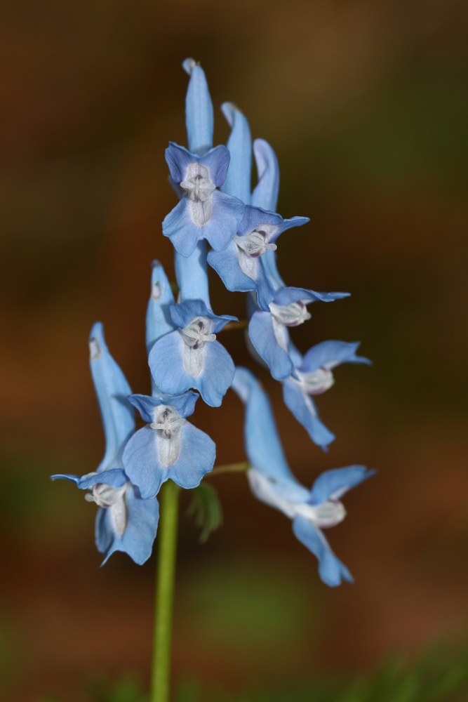 Изображение особи Corydalis fumariifolia.