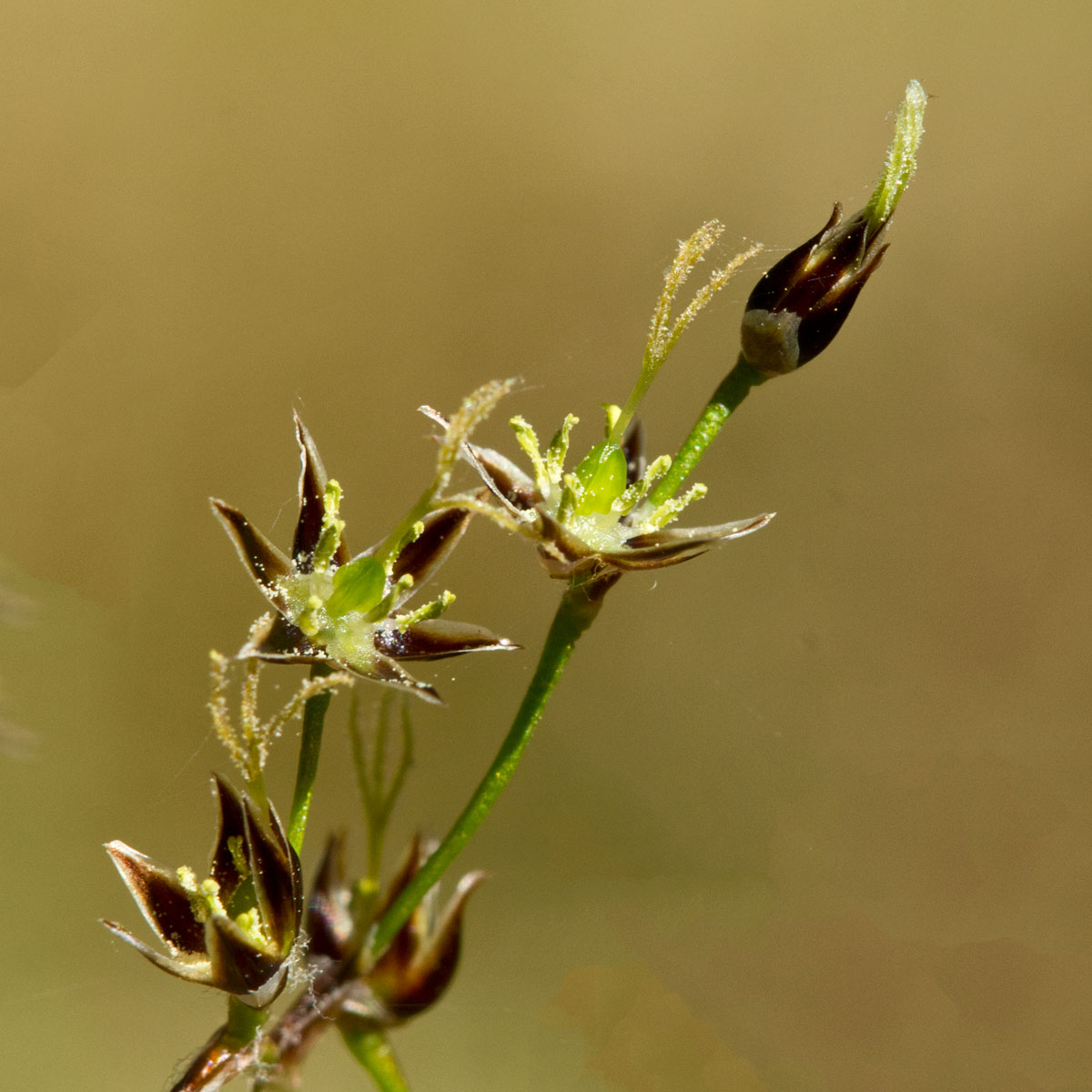 Image of Luzula pilosa specimen.