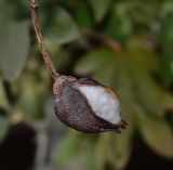 Image of taxon representative. Author is Татьяна Мальчинская