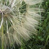 Tragopogon porrifolius. Плоды-семянки с перистыми паппусами. Испания, автономное сообщество Каталония, провинция Жирона, комарка Баш Эмпорда, муниципалитет Калонже, заброшенный сад. 15.05.2016.