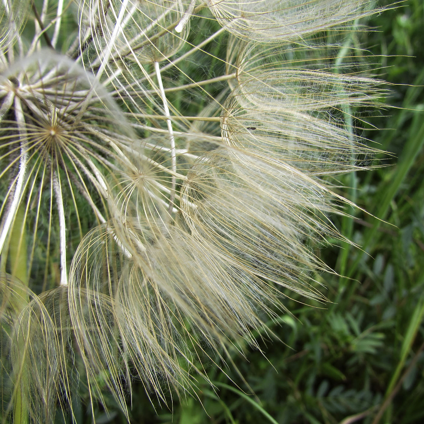 Image of Tragopogon porrifolius specimen.