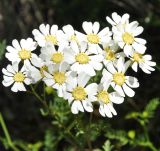 Pyrethrum cinereum