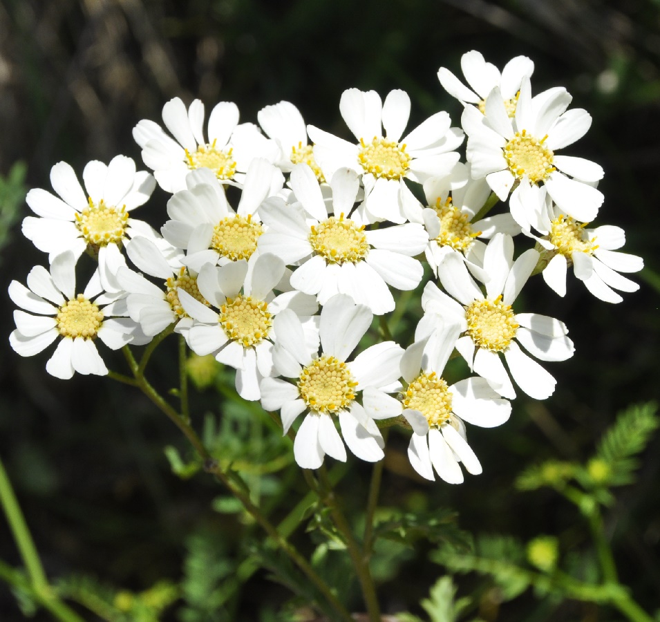 Изображение особи Pyrethrum cinereum.