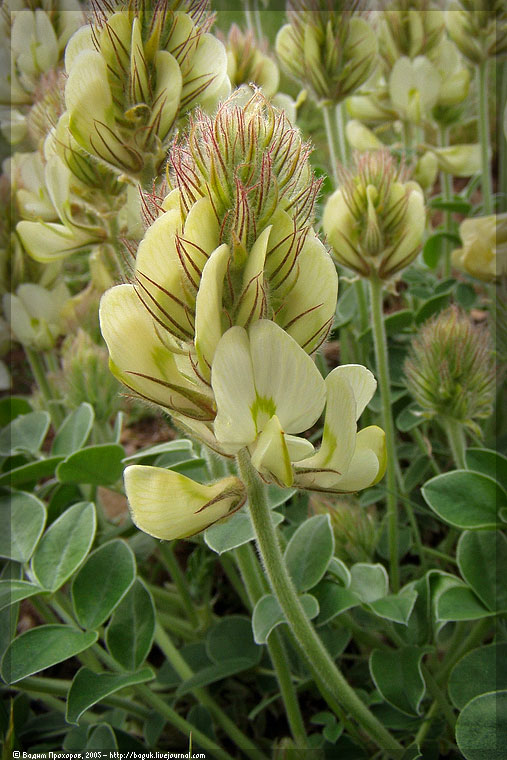 Image of Hedysarum grandiflorum specimen.