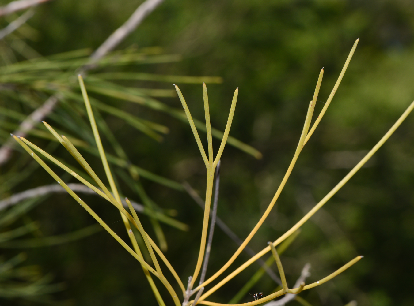 Image of Hakea orthorrhyncha specimen.
