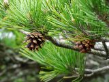 Pinus densiflora. Ветка с шишками. Приморье, Хасанский р-н, п-ов Гамова, о. Томящегося сердца, на скалах. 09.05.2016.