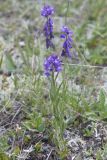 Polygala comosa