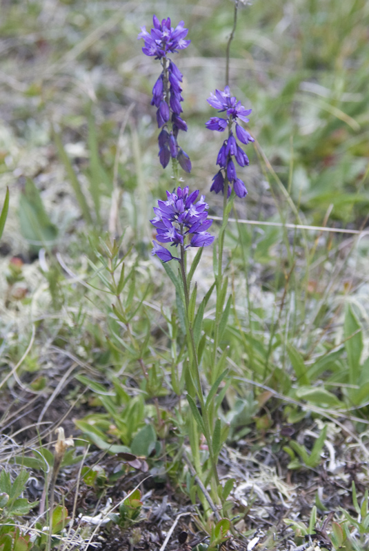 Image of Polygala comosa specimen.