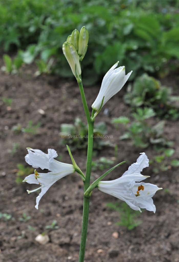 Image of Paradisea liliastrum specimen.