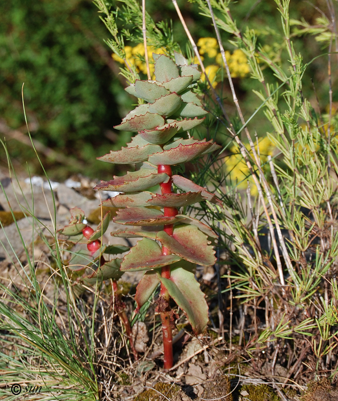 Изображение особи Hylotelephium stepposum.