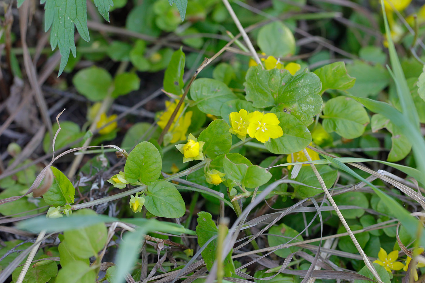 Изображение особи Lysimachia nummularia.