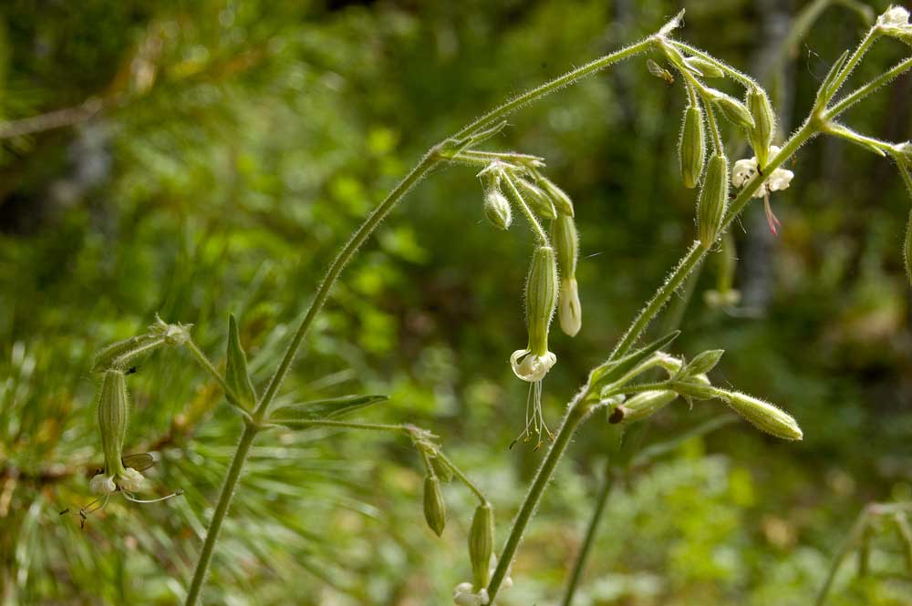 Image of Silene nutans specimen.