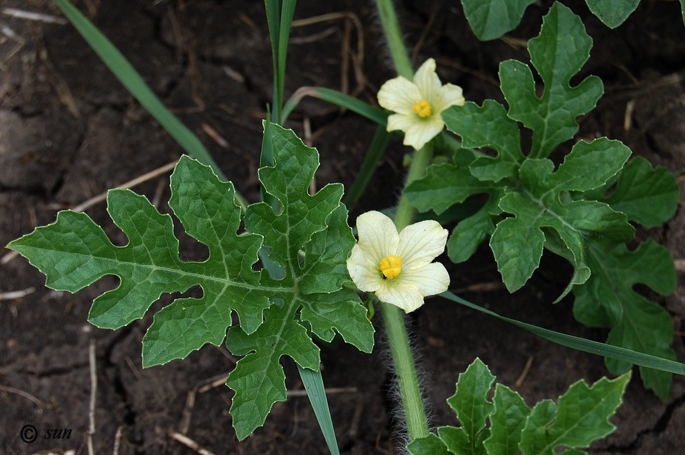 Изображение особи Citrullus lanatus.