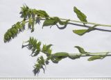 Nonea lutea