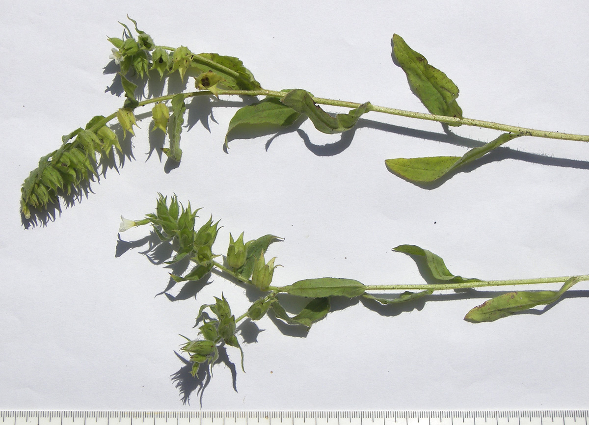 Image of Nonea lutea specimen.
