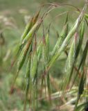 Anisantha tectorum