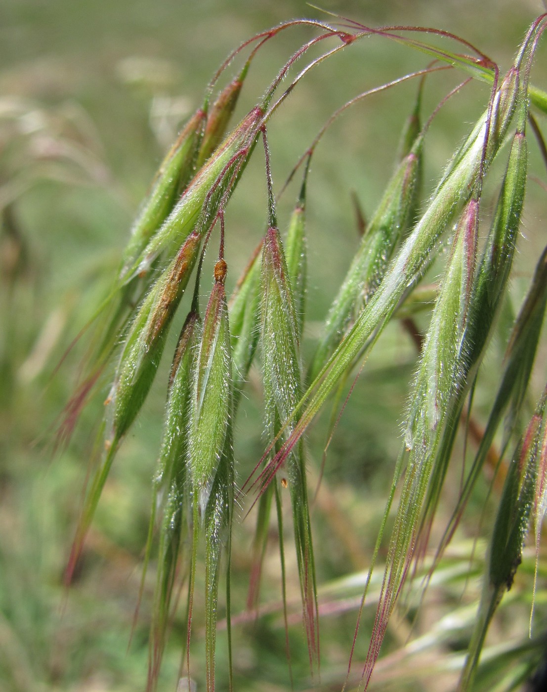 Image of Anisantha tectorum specimen.