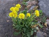 Crepis bursifolia