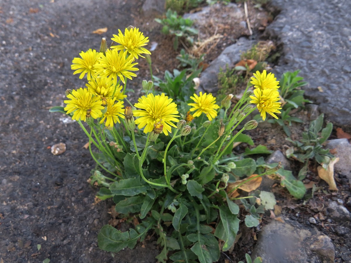 Изображение особи Crepis bursifolia.