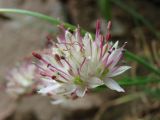 Allium kokanicum