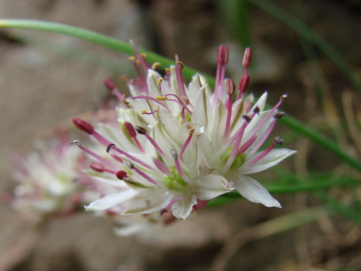 Image of Allium kokanicum specimen.