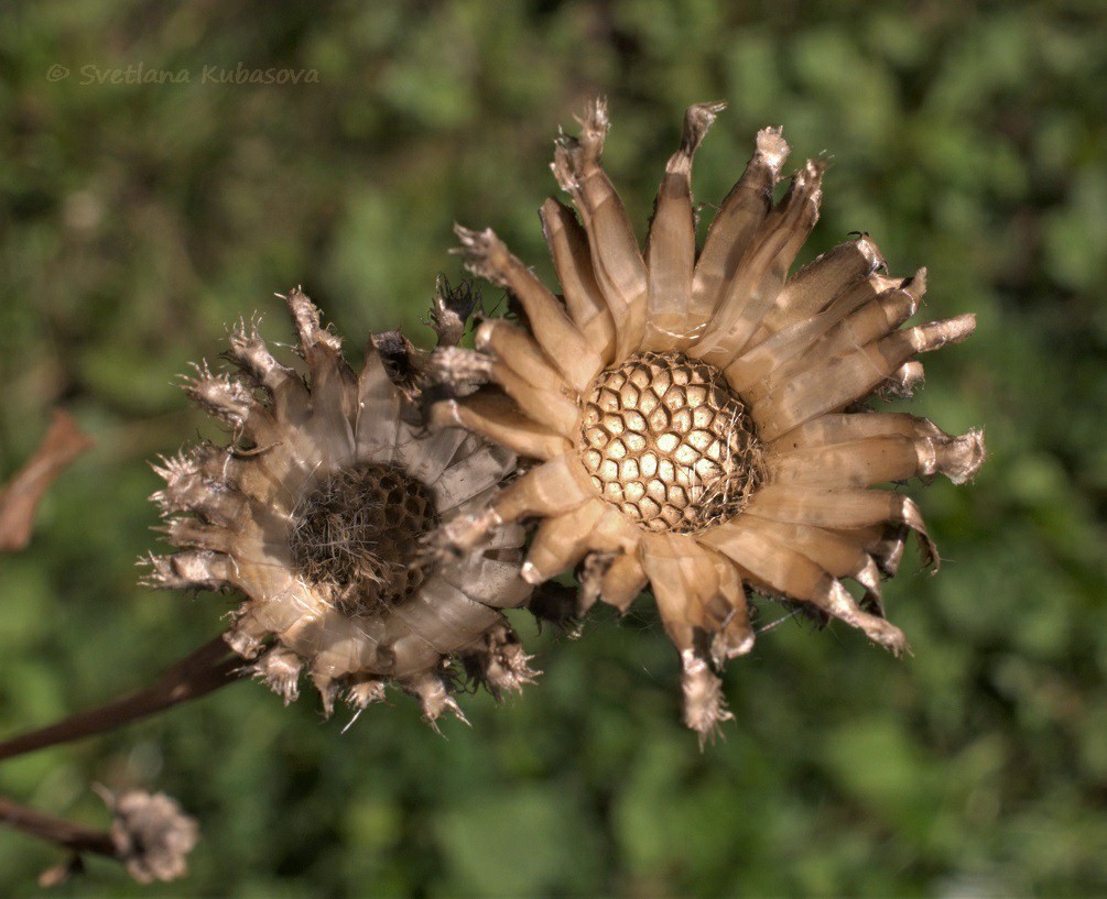 Изображение особи Centaurea scabiosa.