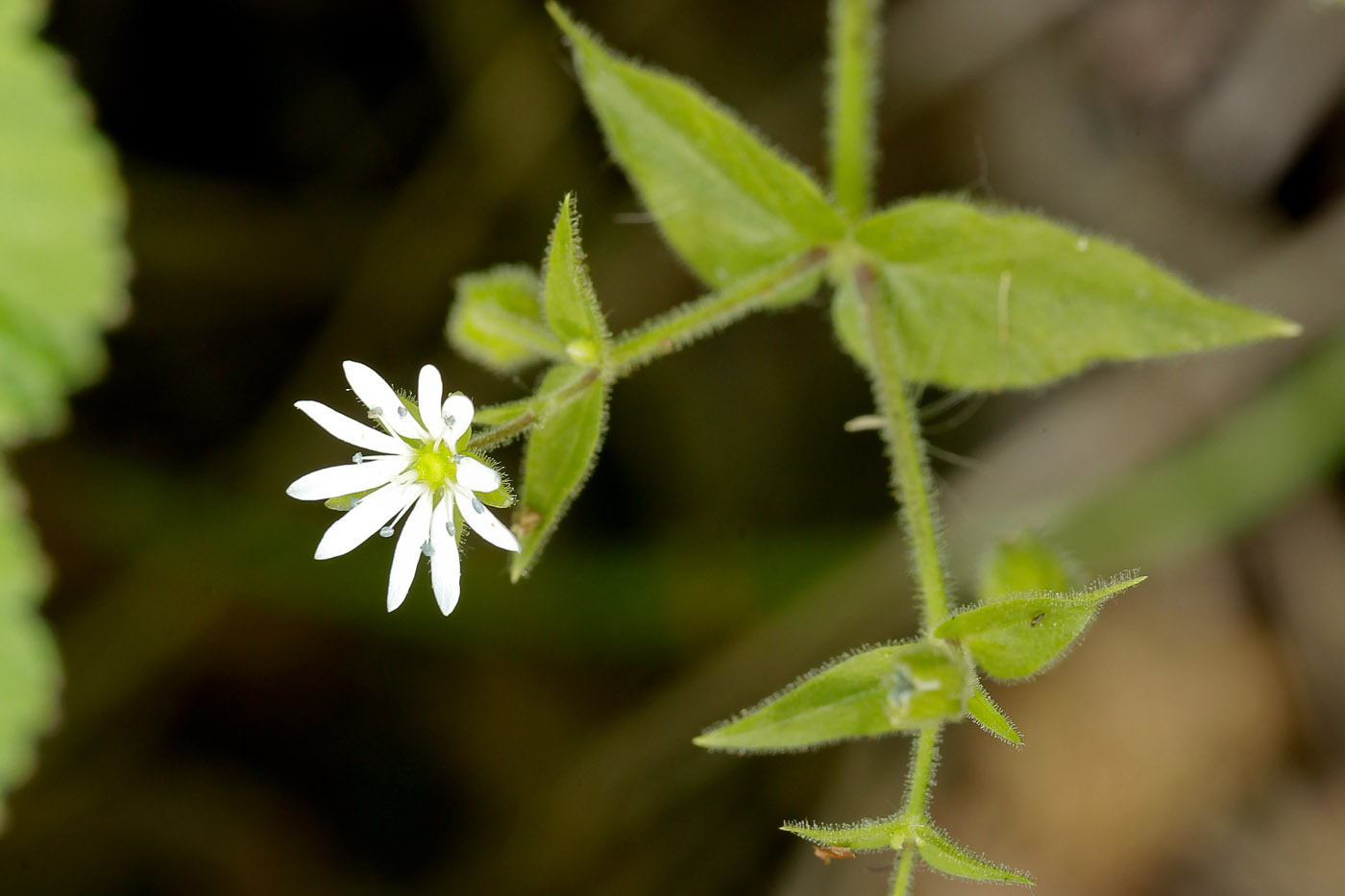 Image of Myosoton aquaticum specimen.