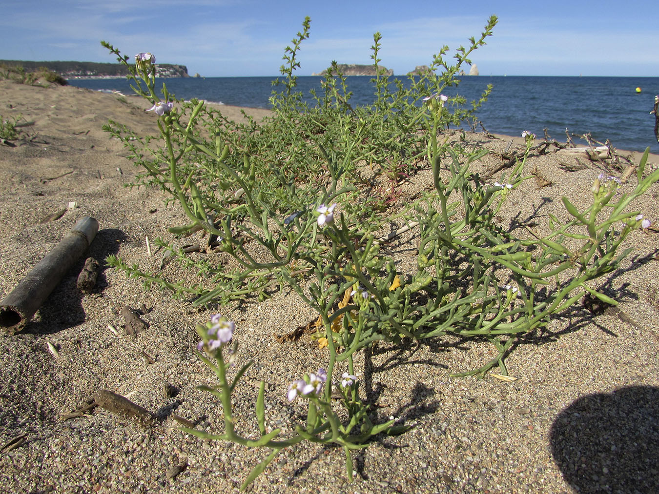 Image of Cakile maritima specimen.