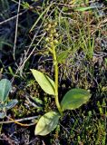 Dactylorhiza viridis