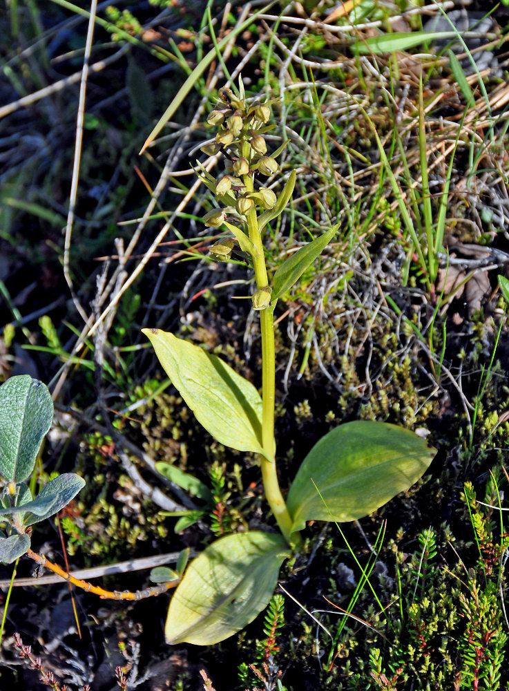 Image of Dactylorhiza viridis specimen.