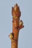 Ribes nigrum