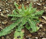 род Cirsium. Вегетирующее растение. Краснодарский край, Адлерский р-н, окр. пос. Красная Поляна, гора Аибга, гора Каменный столб, осыпной склон вдоль дороги, выс. ≈ 2400 м н.у.м. 26.09.2016.