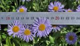 род Erigeron