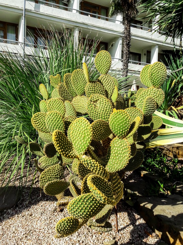 Image of Opuntia microdasys specimen.