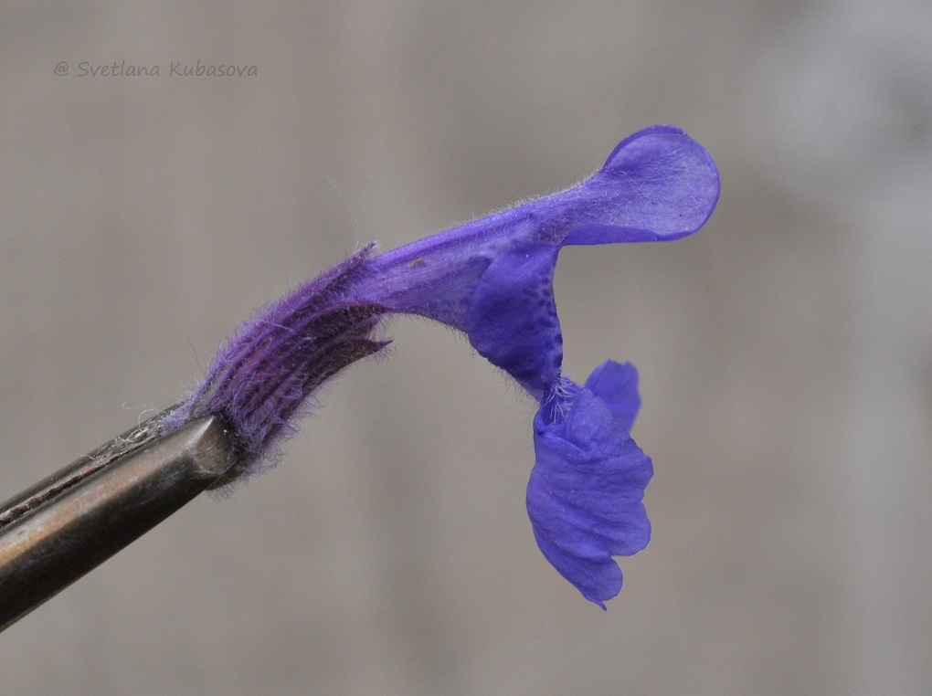 Изображение особи Nepeta mussinii.