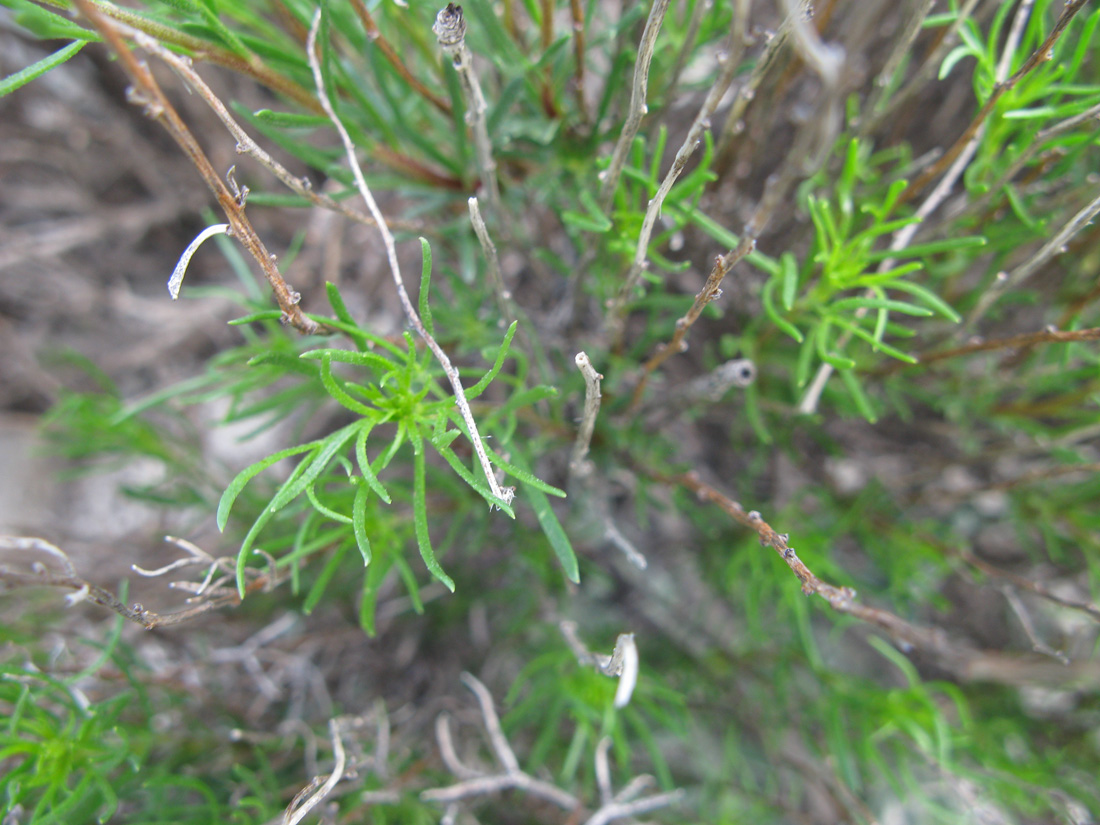 Изображение особи Artemisia salsoloides.