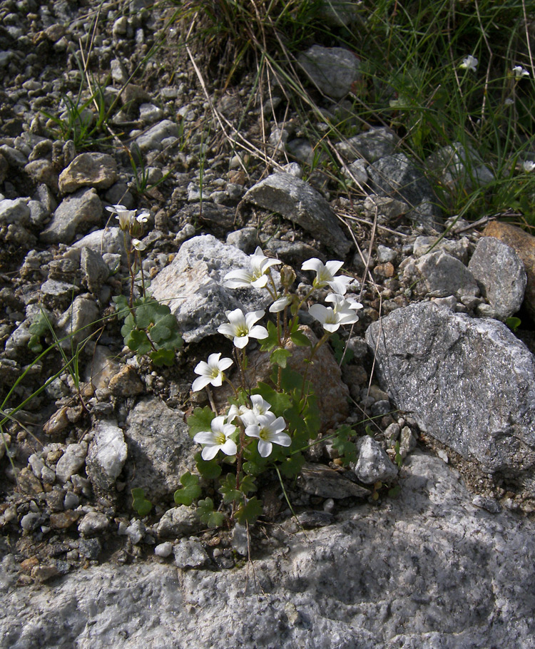 Изображение особи Saxifraga sibirica.